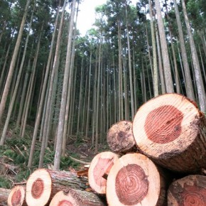 山めぐり製材所めぐり公共施設木造活用へ向けて