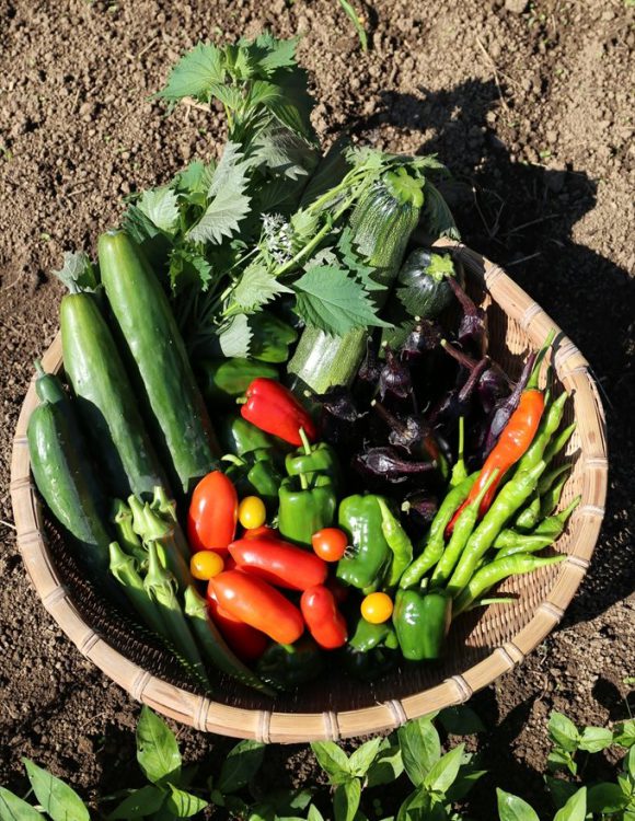 夏野菜も設計もいよいよ終盤戦です！