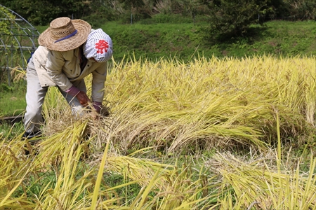 「来年もおいでよ～」田のあみ米稲刈りイベント開催