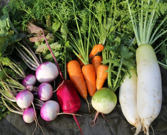 11月の「リノベ」住まい相談と旬野菜