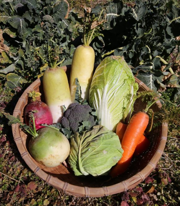 茶室とゲストハウスと2月の旬野菜