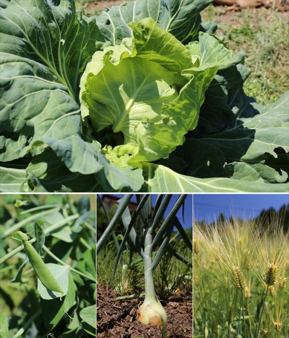 LDKリノベ住まい相談＆５月の旬野菜